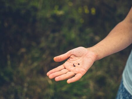 Close up on a woman's hand holding some seeds in natureの写真素材