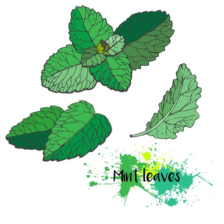 Vector set of mint leaves. Fresh green bakery and cooking spice. Good for cocktails and deserts. Hand drawn.のイラスト素材