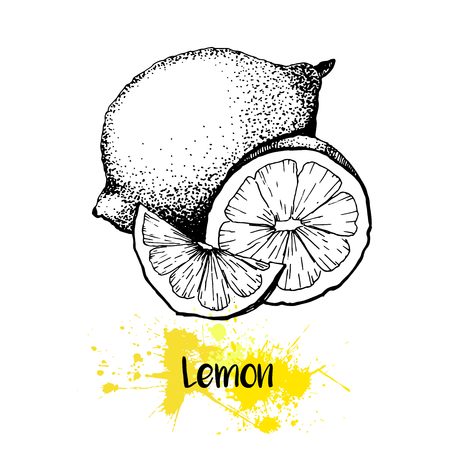 Vector hand drawn illustration of lemon or lime fruit. Engraving summer fresh citrus fruit isolated on white background. For cocktail, smoothie, desserts and salsds.のイラスト素材