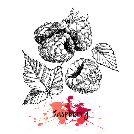 Vector illustration of raspberry. Isolated on white background. Engraving  summer fresh vegetarian fresh fruit. Hand drawn engraving art. For cocktail, smoothie, desserts and salsds.のイラスト素材