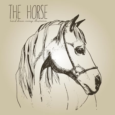 Vector portrait of the horse. Hand drawn vintage style illustration. Isolated on craft brown background. Engraved style stallion head drawing.のイラスト素材