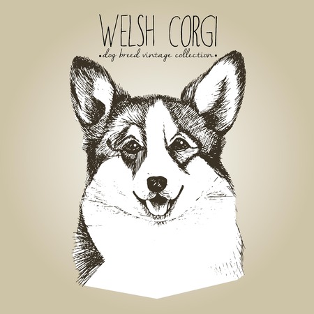 Vector close up portrait of welsh corgi pembroke. Hand drawn domestic pet dog illustration in shebby vintage style. Isolated on craft brown background.のイラスト素材