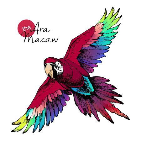 Vector hand drawn illustration of ara macaw parrot. Engraved  exotic bird collection with high vibrant colors. Wild animals portrait.のイラスト素材