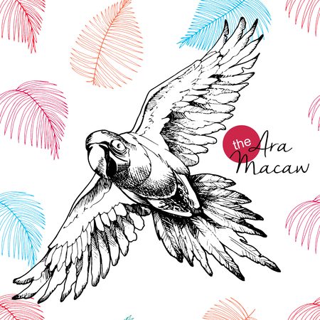 Vector hand drawn illustration of ara macaw parrot. Engraved vintage style exotic bird collection decorated with palm leaves. Wild animals portrait.のイラスト素材