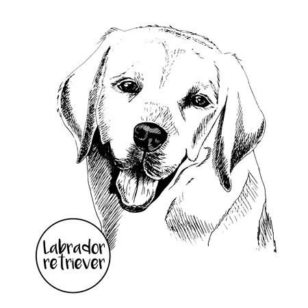 Vector close up portrait of labrador retriever. Hand drawn domectic dog illustation. Vintage engraved style. Isolated on white background.のイラスト素材