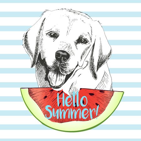 Vector hand drawn illustration of  labrador retriever dog eating the watermelon slice. Hello summer. Isolated on light blue strips. fresh fashion vibrant summer poster.のイラスト素材
