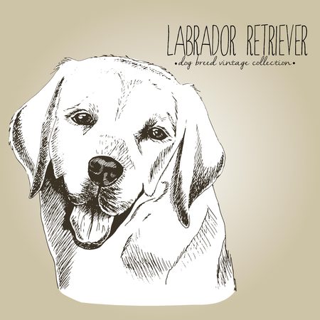 Vector close up portrait of labrador retriever. Hand drawn domestic pet dog illustration in shebby vintage style. Isolated on craft brown background.のイラスト素材