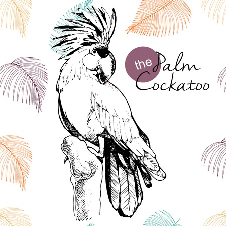 Vector hand drawn illustration of palm cocatoo parrot. Engraved vintage style exotic bird collection decorated with palm leaves. Wild animals portrait.のイラスト素材