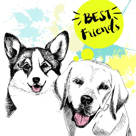 Vector hand drawn concept of labradoe retriever and welsh corgi frienship. Color hand drawn domestic dog illustration. Decorated with blue blots. Best friends.