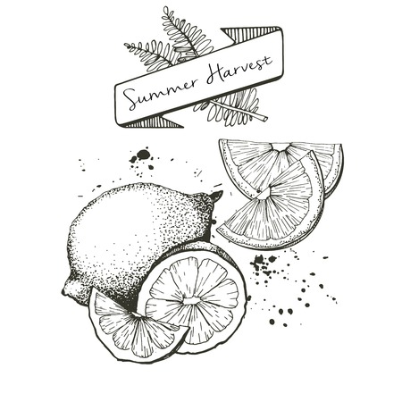Vector set of summer harvest. Decorated with banner, fern leaves and blots. Fresh detox fruit collection. Lemon, lime oan orange slices.のイラスト素材
