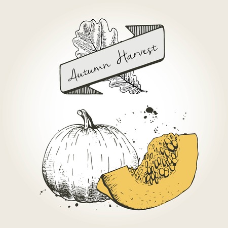 Vector hand drawn illustration of pumpkin slices. Engraved autumn vegetable with colored slice isolated on vintage background. Harvest for cooking.のイラスト素材