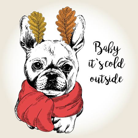 Vector close up portrait of french bulldog, wearing the red scarf and oak leaf ears. Hand drawn domestic dog illustration. Baby it s cold outside. Autumn engraved funny illustration.のイラスト素材