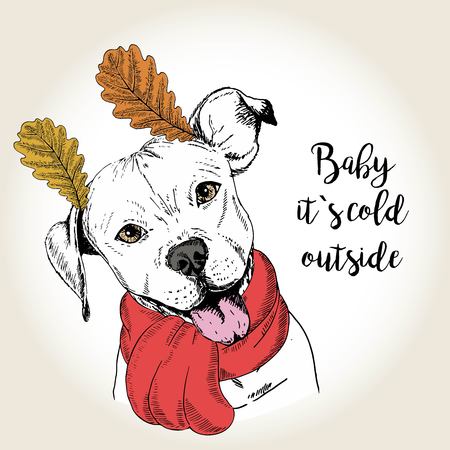 Vector close up portrait of english pittbull, wearing the red scarf and oak leaf ears. Hand drawn domestic dog illustration. Baby it s cold outside. Autumn engraved funny illustration.のイラスト素材