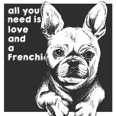 Vector close up portrait of french bulldog, isolated on black square background. All you need is love and a dog. Hand drawn domestic dog illustration. Sketched engraved funny illustration.のイラスト素材