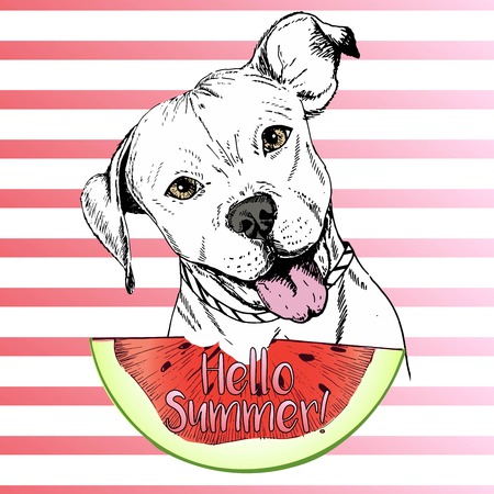 Vector hand drawn illustration of english pitbull dog eating the watermelon slice. Hello summer. Isolated on pink strips. fresh fashion vibrant summer poster.のイラスト素材