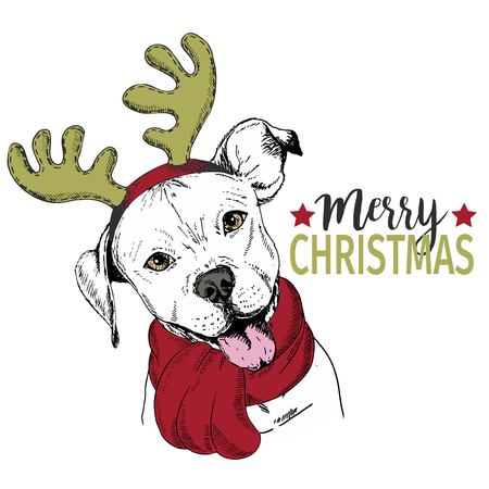 Vector portrait of Christmas dog. Pit bull dog wearing deer horn rim and scarf. Christmas poster, flyer, greeting card, holiday, celebration, party, pet shop, shelter, pharmacy decoration.のイラスト素材
