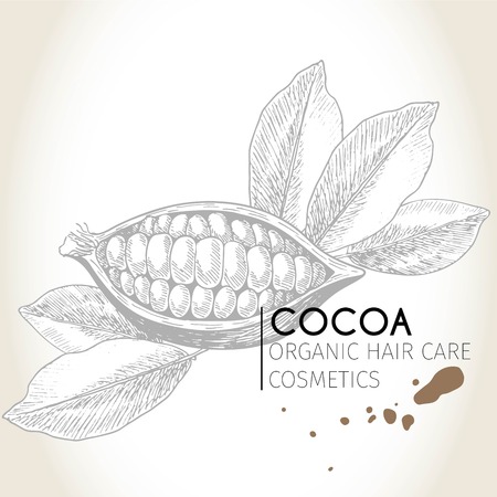 Vector set of hair care ingredients. Organic hand drawn elements. Cocoa bean. Use for cosmetic package, shop, store, products, spa salon, wellnes program, procedure, skin, hair careのイラスト素材