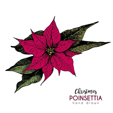 VEctor hand drawn poinsettia. Vintage engraved botanical illustration. Christmas decoration. Colored poinsettia flower illustration. Use for Xmas holiday decorating.のイラスト素材