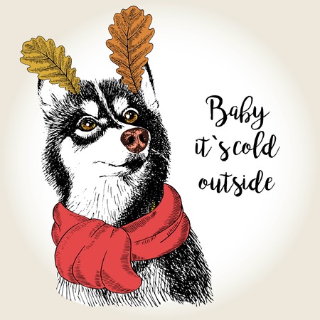 Vector close up portrait of siberian husky, wearing the red scarf and oak leaf ears. Hand drawn domestic dog illustration. Baby it s cold outside. Autumn engraved funny illustration.のイラスト素材