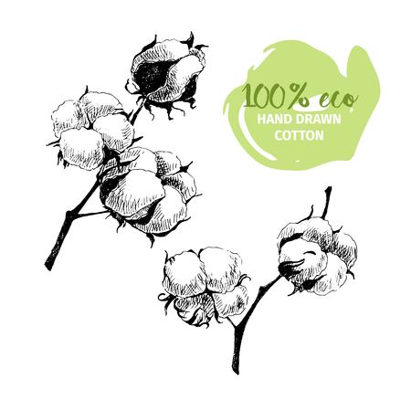 Vector hand drawn set of cotton branches. 100 eco. Cotton flower buds in vintage engraved style. Botanical art isolated on white background. Use for print, poster, decoration and other design.のイラスト素材