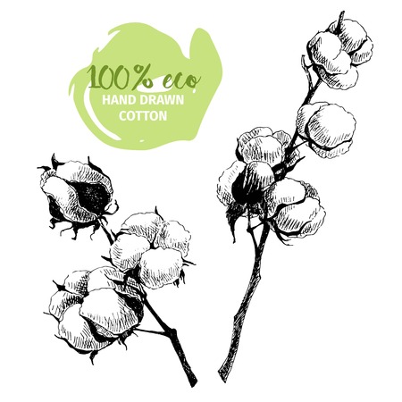 Vector hand drawn set of cotton branches. 100 eco. Cotton flower buds in vintage engraved style. Botanical art isolated on white background. Use for print, poster, decoration and other design.のイラスト素材