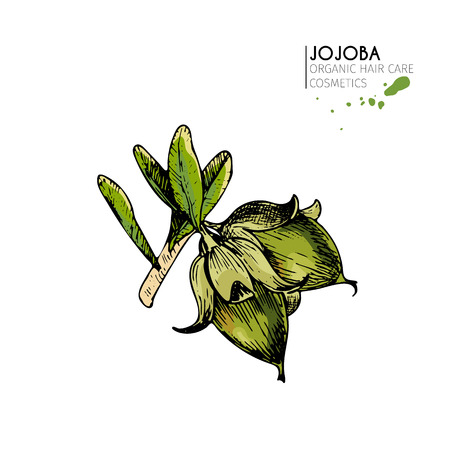 Vector set of hair care ingredients. Organic hand drawn colored elements.Jojoba branch. Use for cosmetic package, shop, store, products, spa salon, wellness program, procedure, skin, beautyのイラスト素材