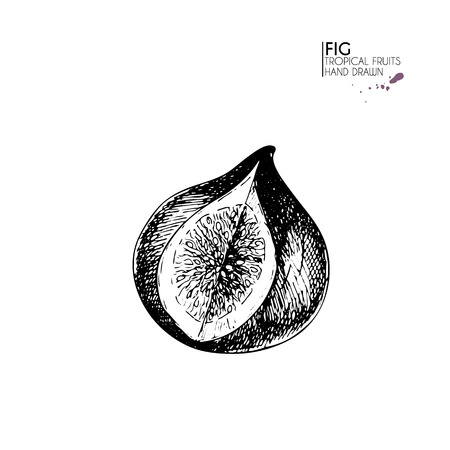 hand drawn set of exotic fruits. Isolated fig. Engraved art. Delicious tropical vegetarian objects. Use for restaurant, meal, market, store, menu, party decoration, smoothie bowlsのイラスト素材