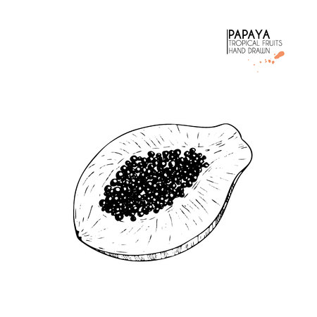 hand drawn set of exotic fruits. Isolated papaya. Engraved art. Delicious tropical vegetarian objects. Use for restaurant, meal, market, store, menu, party decoration, smoothie bowlsのイラスト素材
