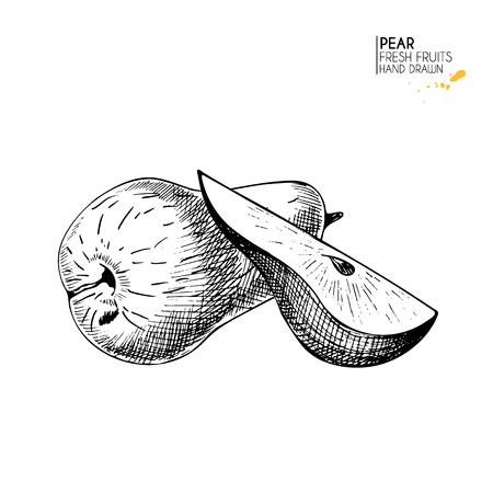Vector hand drawn set of fruits. Isolated pear. Farm harvest.  Engraved art. Delicious vegetarian objects. Use for restaurant, menu, market, store, party decorationのイラスト素材