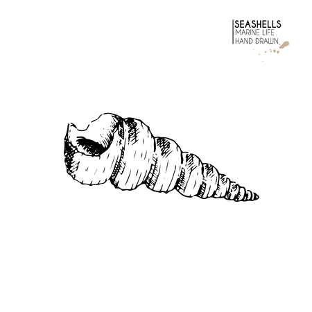Vector hand drawn set of seashells. Isolated starfish. Underwater animal life. Tropical scallop on white. Engraved art. Use for sea restaurant, travel brochure, decoration.のイラスト素材