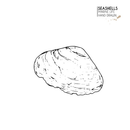 Vector hand drawn set of seashells. Isolated starfish. Underwater animal life. Tropical scallop on white. Engraved art. Use for sea restaurant, travel brochure, decoration.のイラスト素材