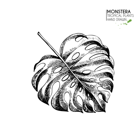 Vecotr hand drawn tropical plant icons. Exotic engraved leaves and flowers. Isoalated on white. Monstera deliciosa palm leaf. Vintage style illustration. Use for exotic beach, wedding, parttyのイラスト素材