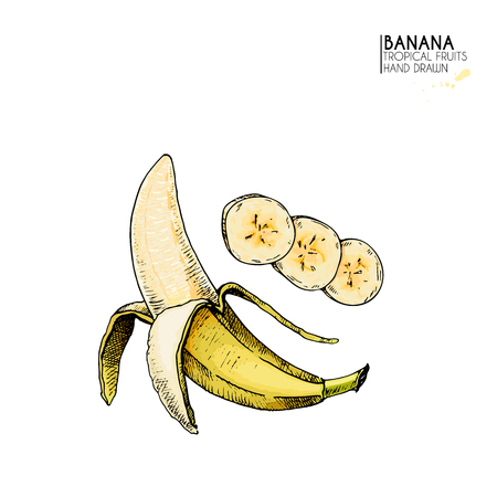 Vector hand drawn set of exotic fruits. Isolated banana. Engraved colored art. Delicicous tropical vegetarian objects. Use for restaurant, menu, smoothie bowl, market, store, party decoration, mealのイラスト素材