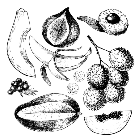 Vector hand drawn exotic fruits. Engraved smoothie bowl ingredients. Tropical sweet food. Papaya, fig, lychee, acai, mango. Use for exotic restaurant food partyのイラスト素材