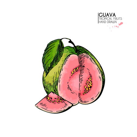 Vector hand drawn set of exotic fruits. Isolated guava. Engraved colored art. Delicicous tropical vegetarian objects. Use for restaurant, menu, smoothie bowl, market, store, party decoration, mealのイラスト素材