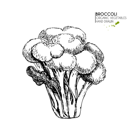 Vector hand drawn set of farm vegetables. Isolated broccoli cabbage. Engraved art. Organic sketched vegetarian objects. Use for restaurant, menu, grocery, market, store, party, mealのイラスト素材