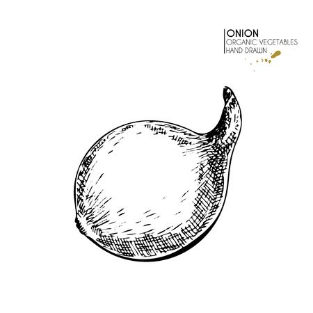 Vector hand drawn set of farm vegetables. Isolated whole onion. Engraved art. Organic sketched vegetarian objects. Use for restaurant, menu, grocery, market, store, party, mealのイラスト素材