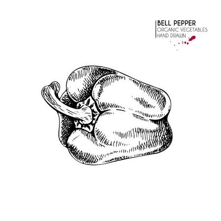 Vector hand drawn set of farm vegetables. Isolated whole bell pepper. Engraved art. Organic sketched vegetarian objects. Use for restaurant, menu, grocery, market, store, party, mealのイラスト素材