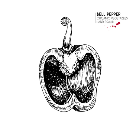 Vector hand drawn set of farm vegetables. Isolated half bell pepper. Engraved art. Organic sketched vegetarian objects. Use for restaurant, menu, grocery, market, store, party, mealのイラスト素材