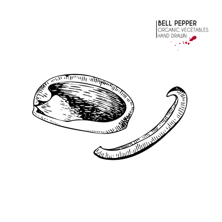 Vector hand drawn set of farm vegetables. Isolated   sliced bell pepper. Engraved art. Organic sketched vegetarian objects. Use for restaurant, menu, grocery, market, store, party, mealのイラスト素材