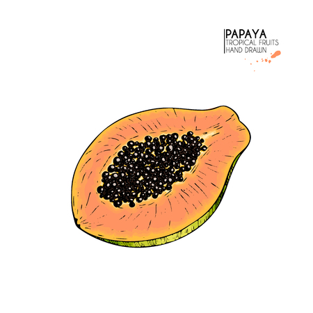Vector hand drawn set of exotic fruits. Isolated papaya. Engraved colored art. Delicious tropical vegetarian objects. Use for restaurant, meal, market, store, menu, party decoration, smoothie bowlsのイラスト素材