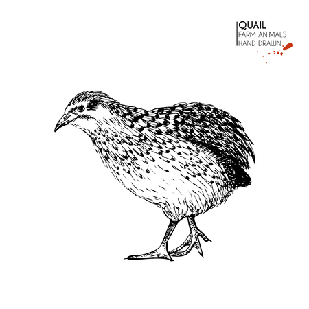 Vector hand drawn set of farm animals. Isolated quail bird. Engraved art. Organic sketched farming birds. Use for restaurant, menu, grocery, market, store, party, mealのイラスト素材