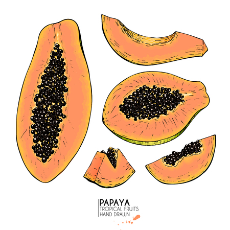 Vector hand drawn set of exotic fruits. Isolated papaya. Engraved colored art. Delicious tropical vegetarian objects. Use for restaurant, meal, market, store, menu, party decoration, smoothie bowlsのイラスト素材