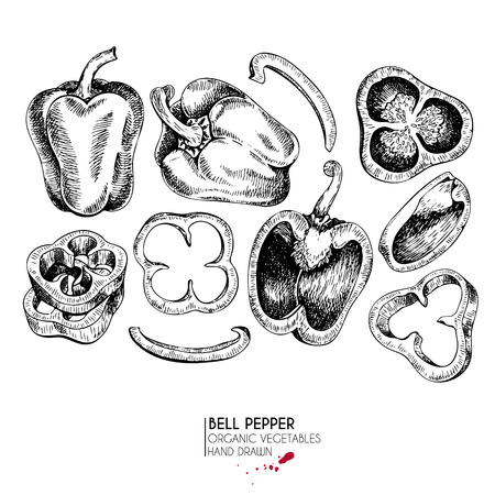 Vector hand drawn set of farm vegetables. Isolated  bell pepper rings. Engraved art. Organic sketched vegetarian objects. Use for restaurant, menu, grocery, market, store, party, mealのイラスト素材