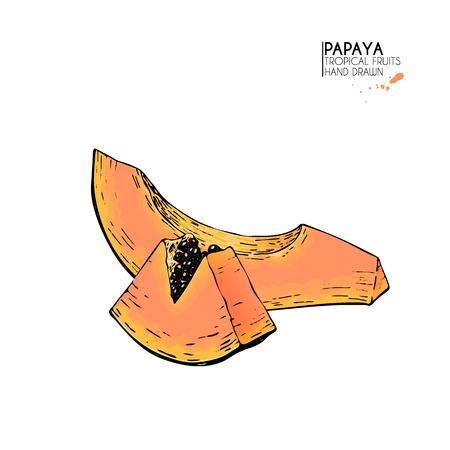 Vector hand drawn set of exotic fruits. Isolated papaya. Engraved colored art. Delicious tropical vegetarian objects. Use for restaurant, meal, market, store, menu, party decoration, smoothie bowlsのイラスト素材