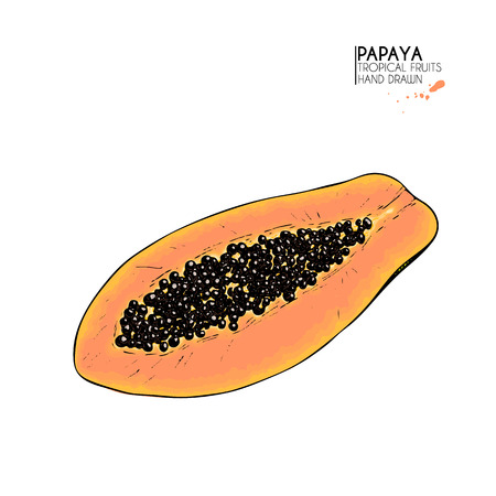 Vector hand drawn set of exotic fruits. Isolated papaya. Engraved colored art. Delicious tropical vegetarian objects. Use for restaurant, meal, market, store, menu, party decoration, smoothie bowlsのイラスト素材