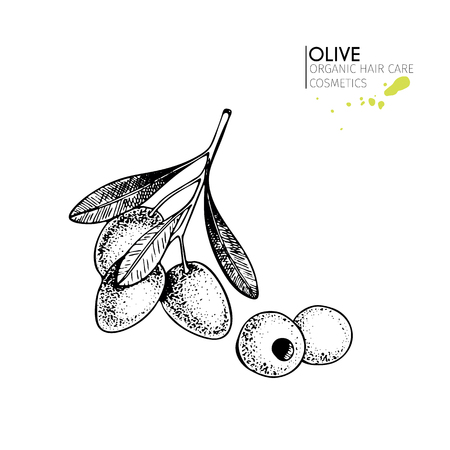 Vector set of hair care ingredients. Organic hand drawn elements. Farm market vegetables. Olive branch. Use for cosmetic package, shop, store, products,  spa salon, wellnes program, skin.のイラスト素材