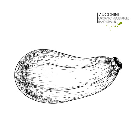 Vector hand drawn set of farm vegetables. Isolated zucchini. Engraved art. Organic sketched vegetarian objects. Use for restaurant, menu, grocery, market, store, party, mealのイラスト素材