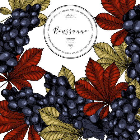 Vector design template of wine branding. Hand drawn. Colored grape and leaves. Luxury wines. Frame composition. Engraved art. Use for restaurant, menu, packaging, brand, store, wineyard flyerのイラスト素材