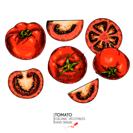 Vector hand drawn set of farm vegetables. Isolated slice, whole and half tomatoes. Engraved colored art. Organic sketched vegetarian objects. restaurant, menu, grocery, market, store, party, mealのイラスト素材